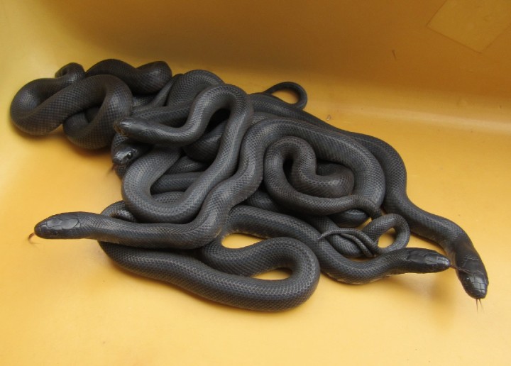 Mexican Black Kingsnakes